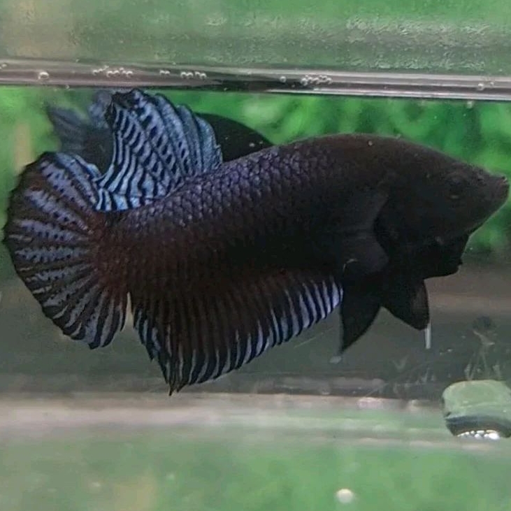 Cupang Aduan Fighter Anakan Import Ipoh Malaysia Bahan Berkualitas