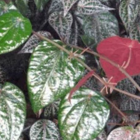 terlaris daun sirih merah & hijau