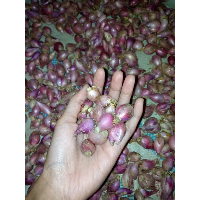 

Bawang Merah 1 Kg