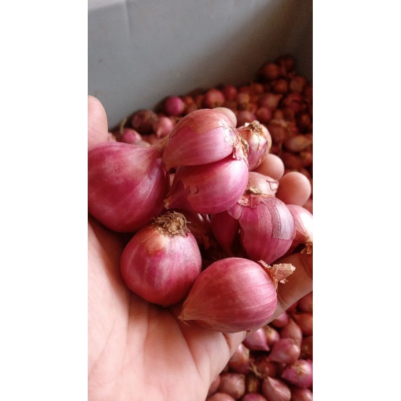 

bawang merah 1 kg