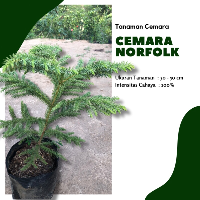 Cemara Norfolk / cemara pentris / tanaman cemara pentris