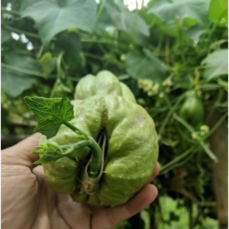 NASYYA_GARDEN-Bibit Labu Siam/Benih Labu Siam