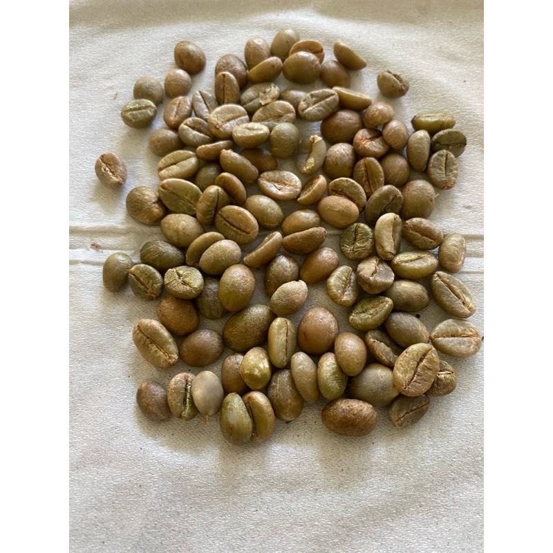 

green bean robusta seminung fine