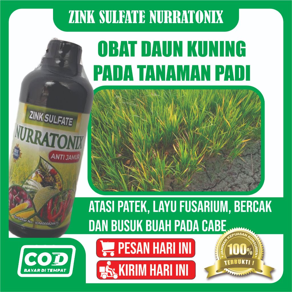 Obat Daun Kuning Pada Padi - Obat Daun Kuning Pada Tanaman Padi Paling Ampuh - Obat Daun busuk, Daun