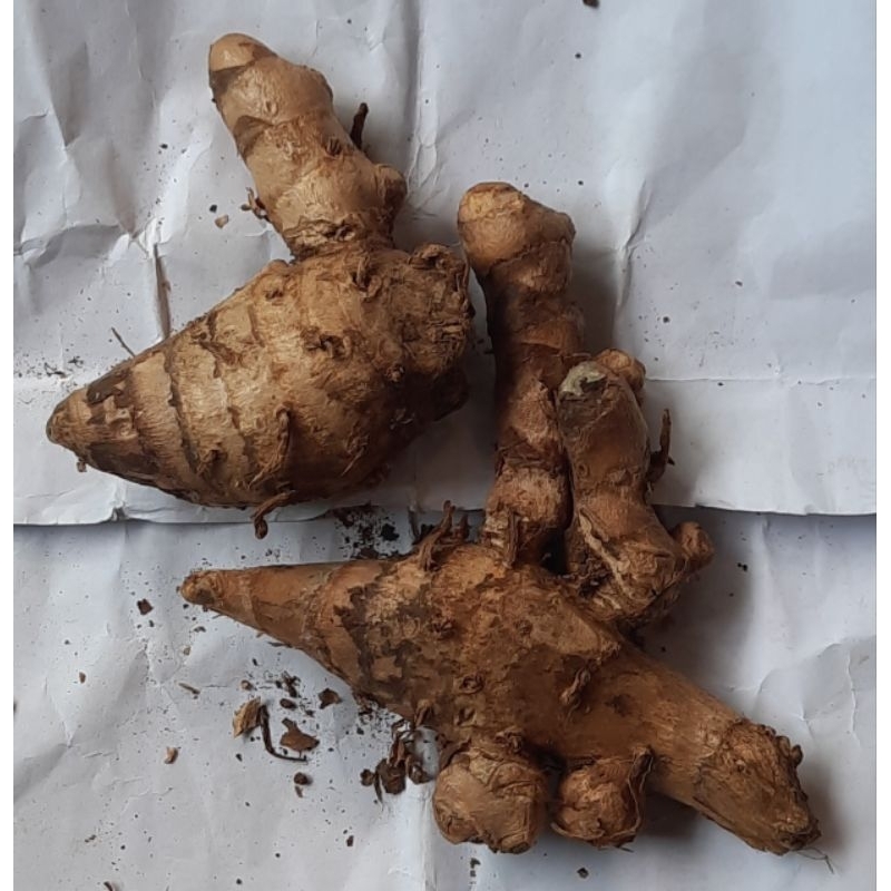 

temu ireng ( 0.5 ons / 50 gram )