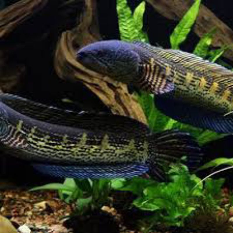 chana AURANTI PAIR 100%