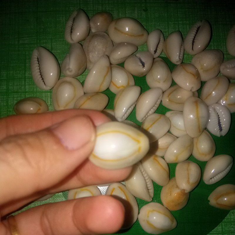 CONGKLAK BIJI KERANG PUTIH ASLI BUKAN PLASTIK