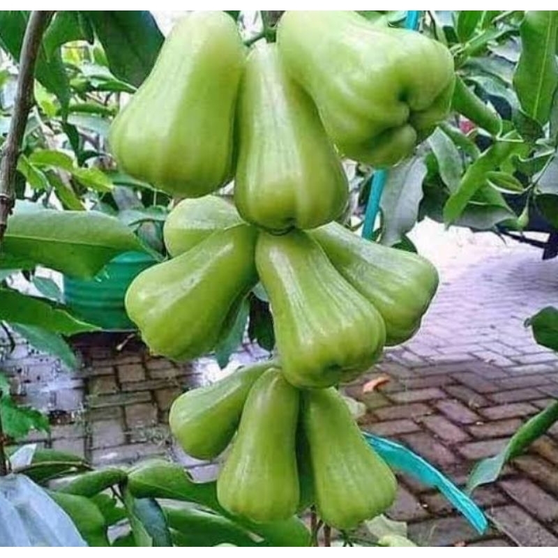 

jambu air super green Taiwan hasil okulasi