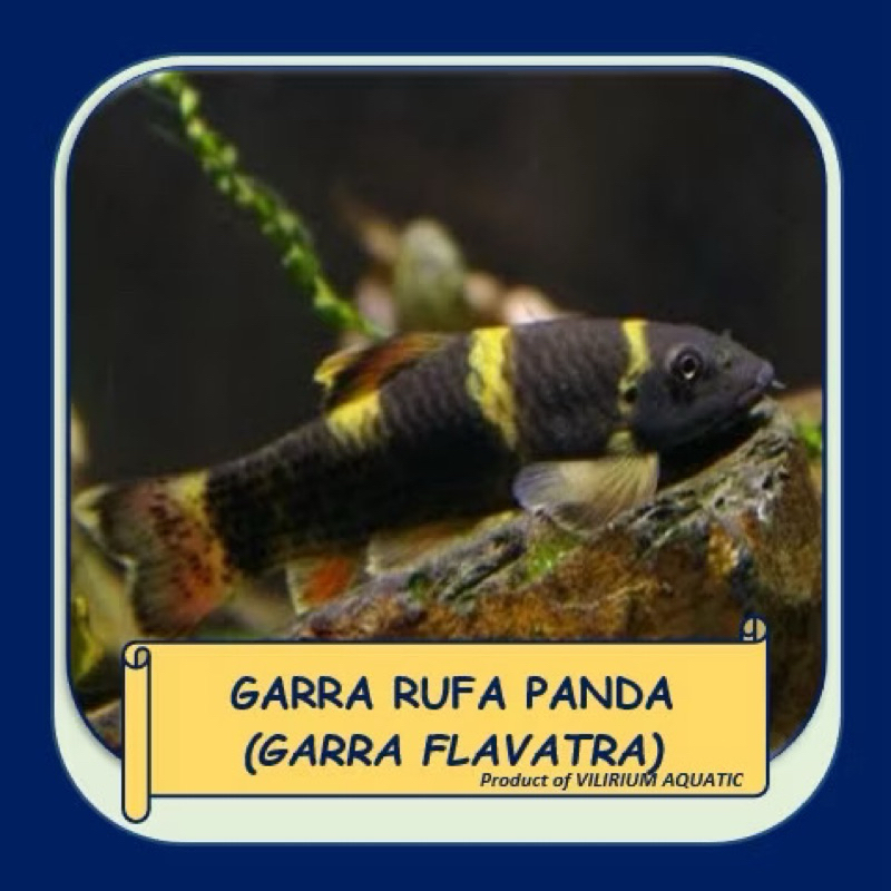 ikan hias hidup panda garra pemakan lumut algaeter pembersih aquarium