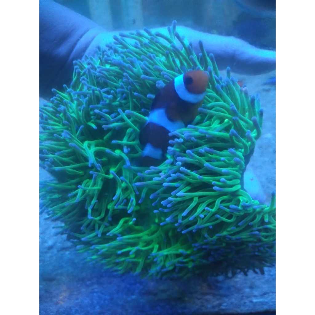 Anemon Clown Hijau Metalic - Green Clown L.T. Anemone