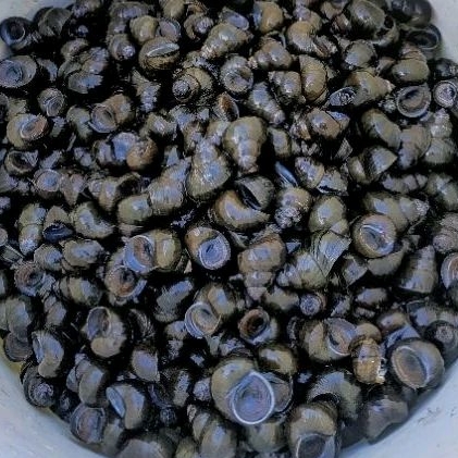 

tutut fresh dadakan 1 kilo sudah di potong ekor bersih