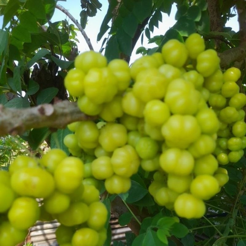 

BUAH CEREMAI CERMAI SEGAR langsung petik.