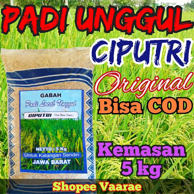 Bibit benih padi CIPUTRI (Ciherang Malay panjang) kemasan Jawa barat 5kg