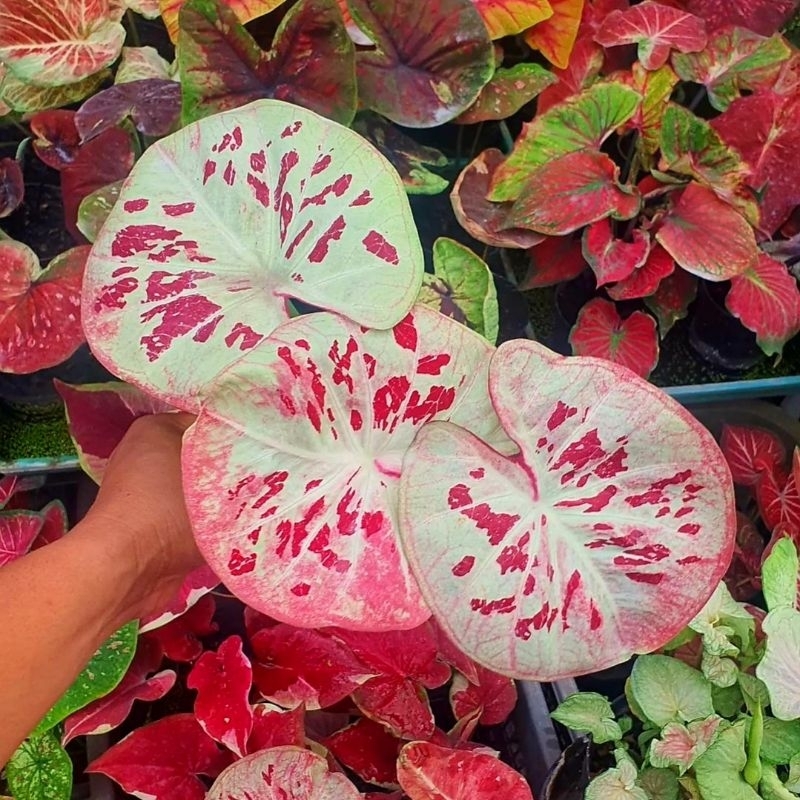 Tanaman Hias Keladi Hybrid Red Shark Bunga Hias Keladi Caladium Anakan Red Shark Murah Merah BUKAN U