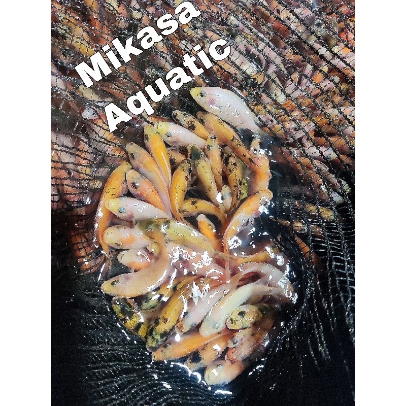 

ikan nila merah paket 100 ekor