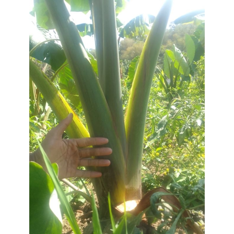 BIBIT JUMBO TALAS BENTUL BOGOR KETAN WANGI