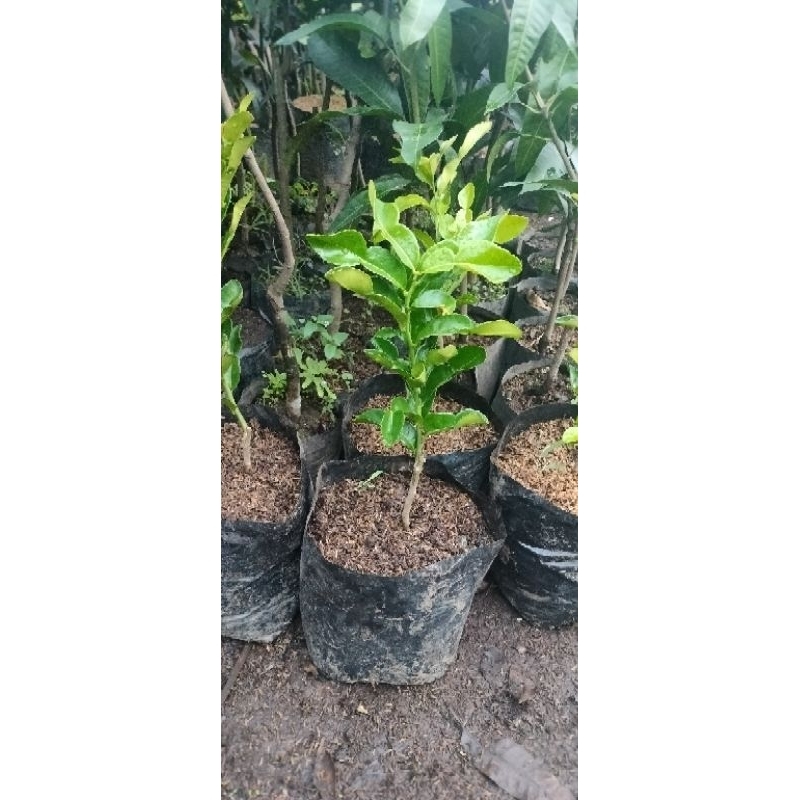 

pohon jeruk sambal angka 8