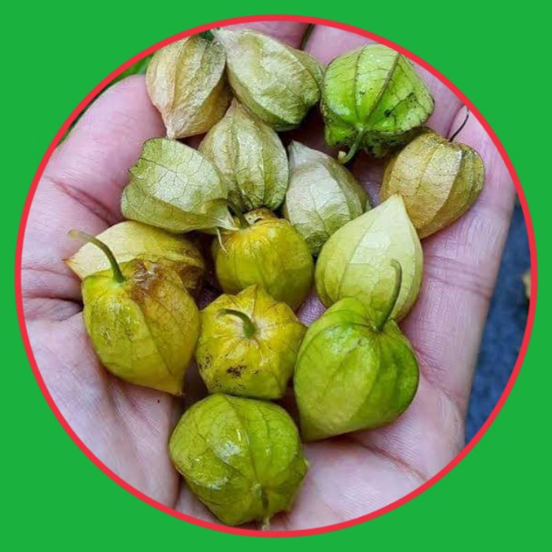 

Ciplukan segar 500 gram