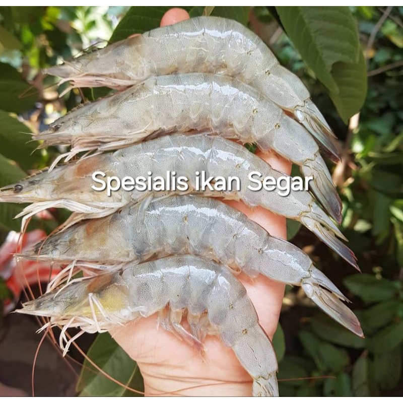 

Udang Vaname Besar Fresh Segar Size 40/45 - 1 Kilogram