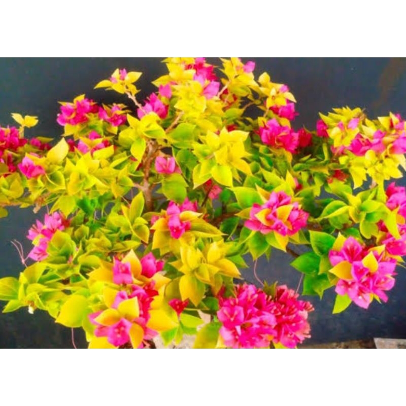 bugenvil berbunga Jewel Moonlight grafting