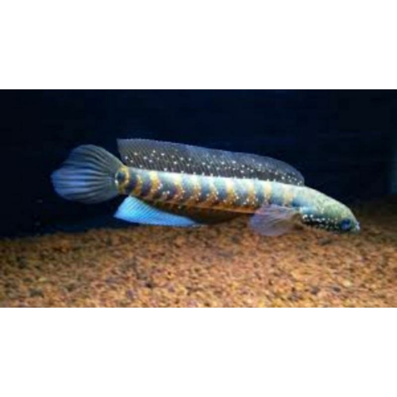 Stiker Box Asiatica RsWs Single Tank