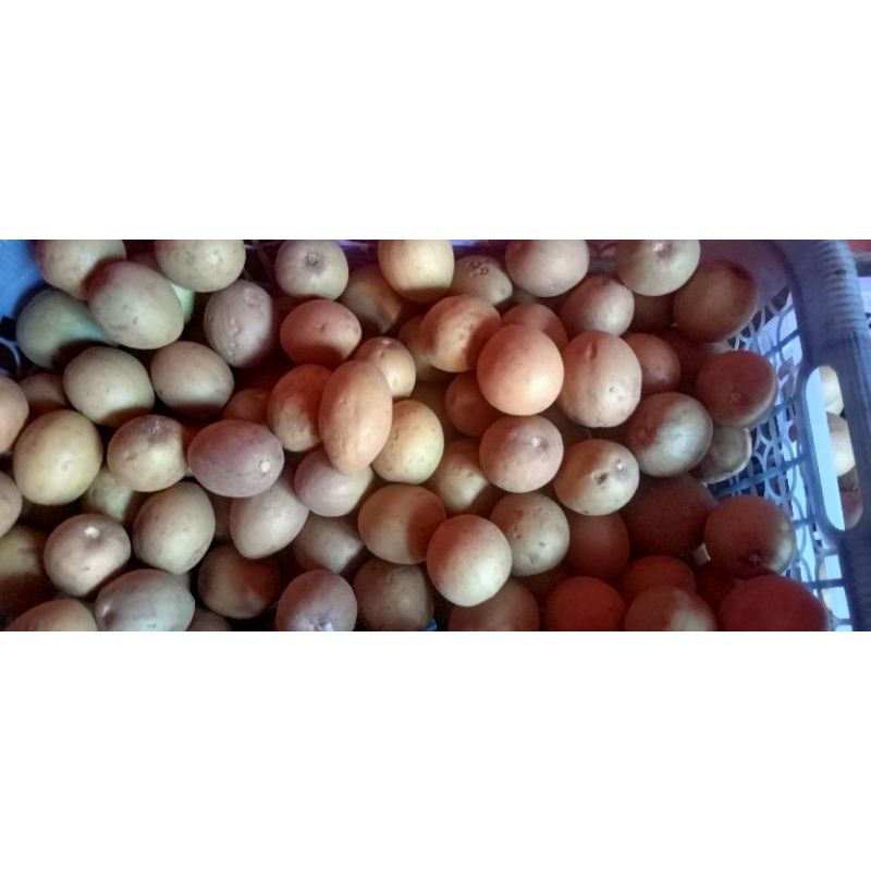 

buah sawo , manis tiada duanya harga 20.000/ kg yang super