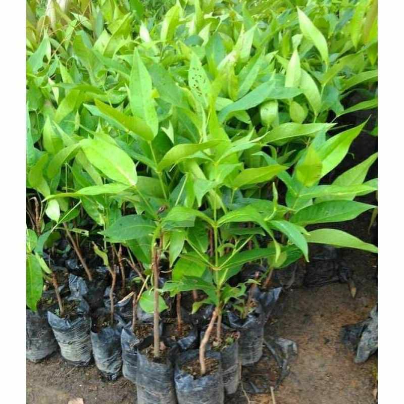 Bibit jambu air kiojok