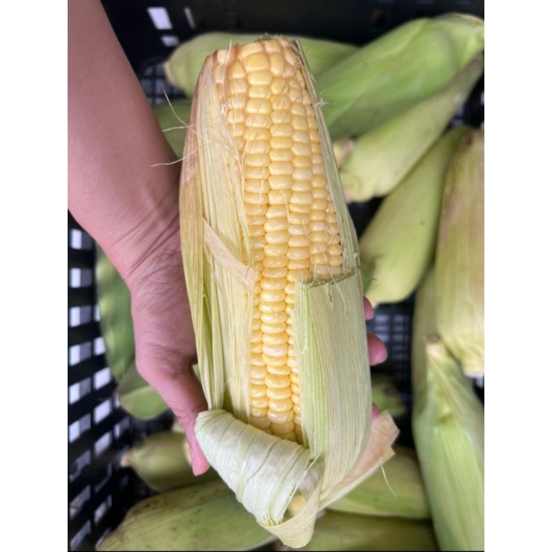 

jagung manis