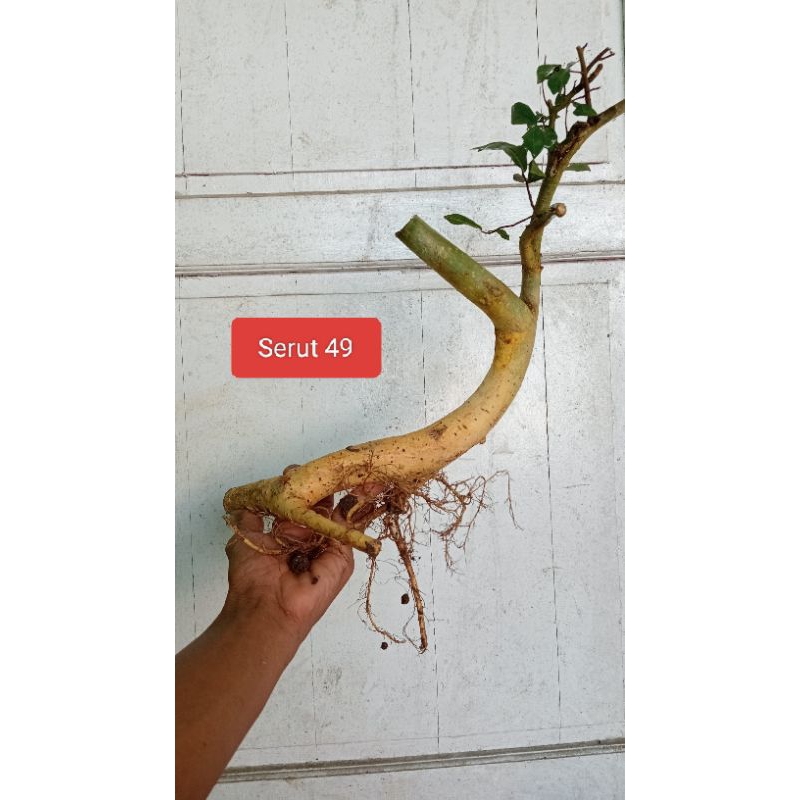 Bahan Bonsai Serut Bunjin Meliuk Realpict 06