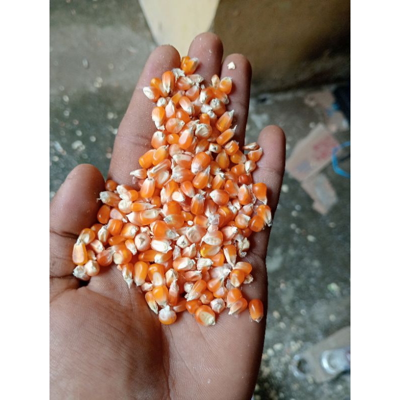 jagung kristal merpati/kecil 1kg