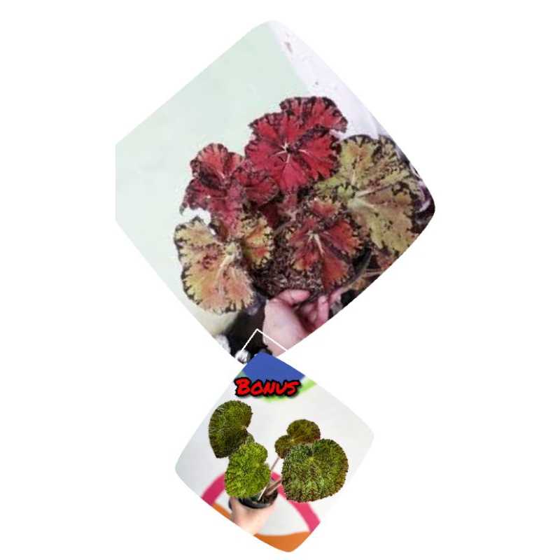 tanaman hias begonia sultan hambali indukan (bonus begonia sizemoreae).