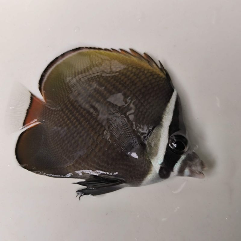 

ikan hias laut kepe pakistan