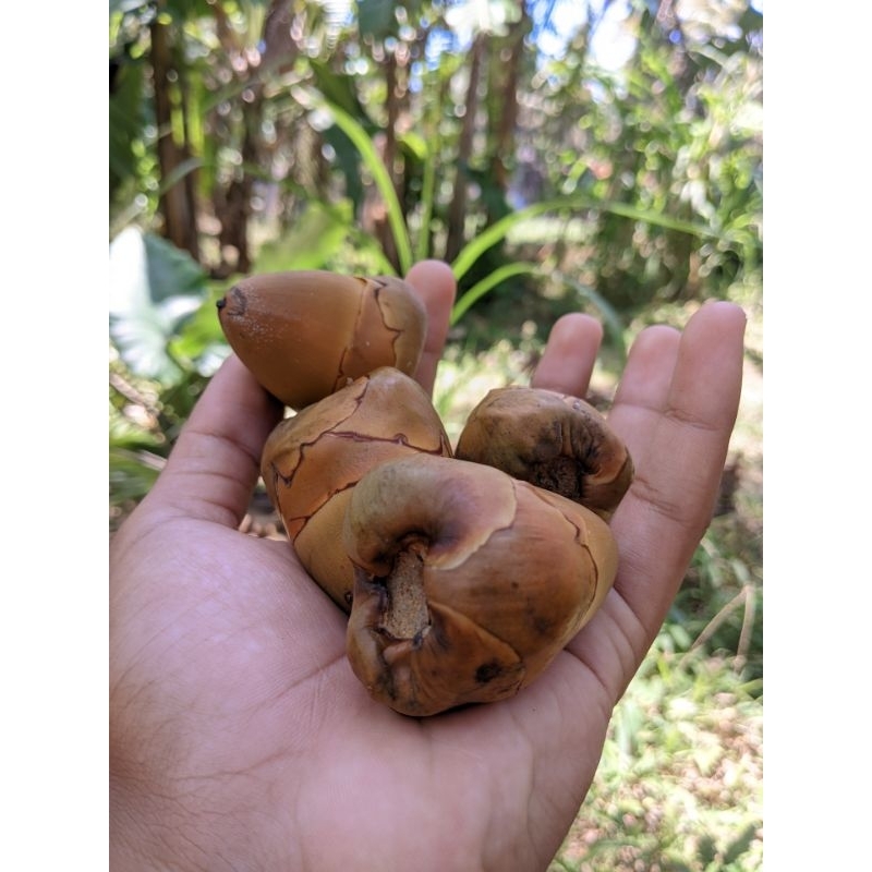 

Beluluk Kelapa / Tembuluk Kelapa / Kelapa Kecil 1pcs