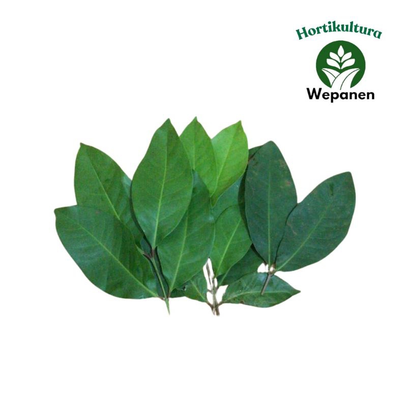 

Daun Salam Per Pack Segar