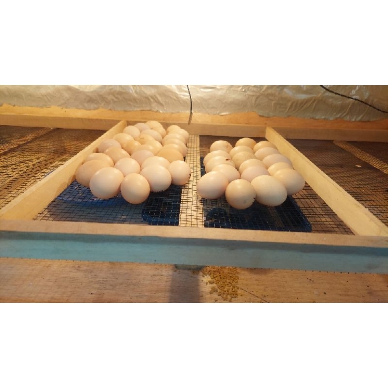 

TELUR AYAM KAMPUNG MERAWANG