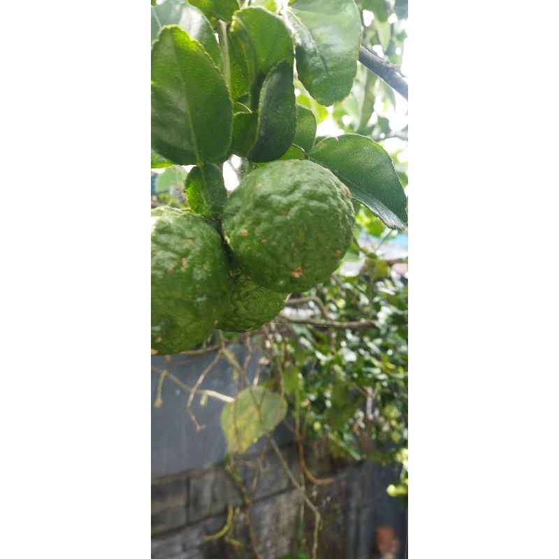 

jeruk purut segar perkilo