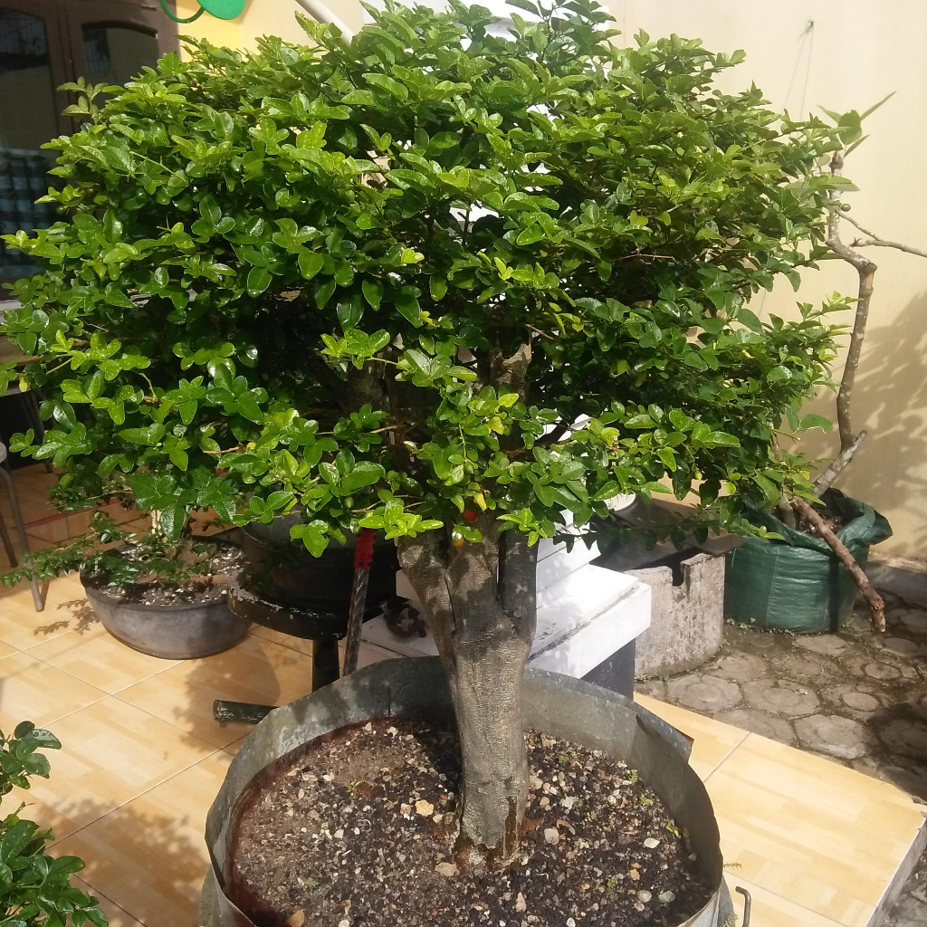 Bonsai Jeruk Kingkit Asli Bangka