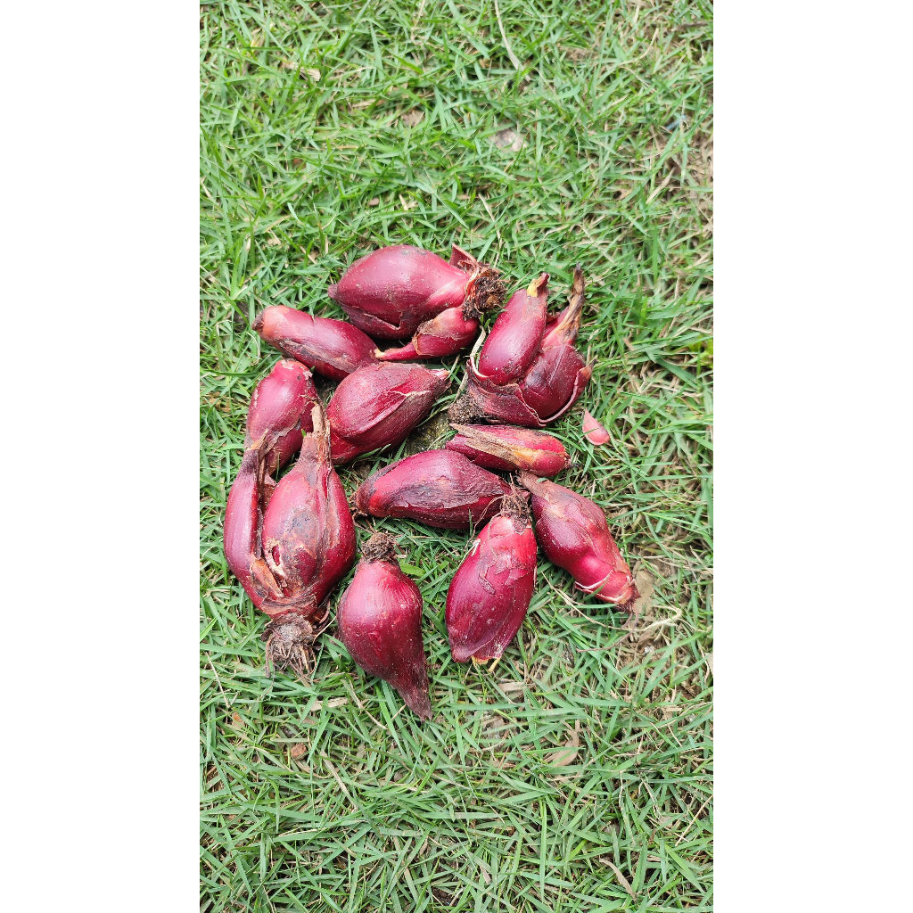 

BAWANG DAYAK SEGAR PER ONS | SARGIT FARM