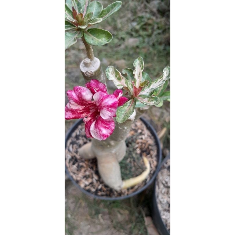 ADENIUM ETHERLANA VARIGATA