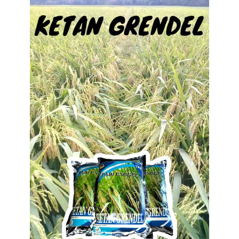 Biji padi ketan putih 1kg Grendel super