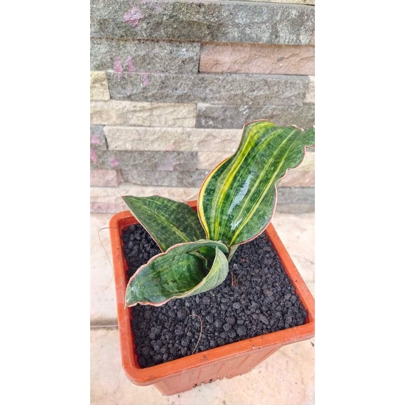 Sansevieria Mason Bowl Varigata Lapis