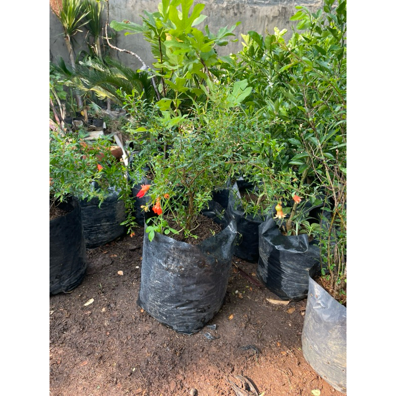 TANAMAN BUAH DELIMA HITAM // buah delima hitam