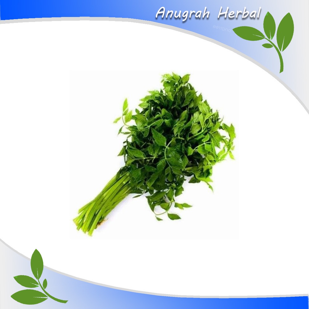 

Daun Seladren - Daun Tespong segar 1 kg herbal