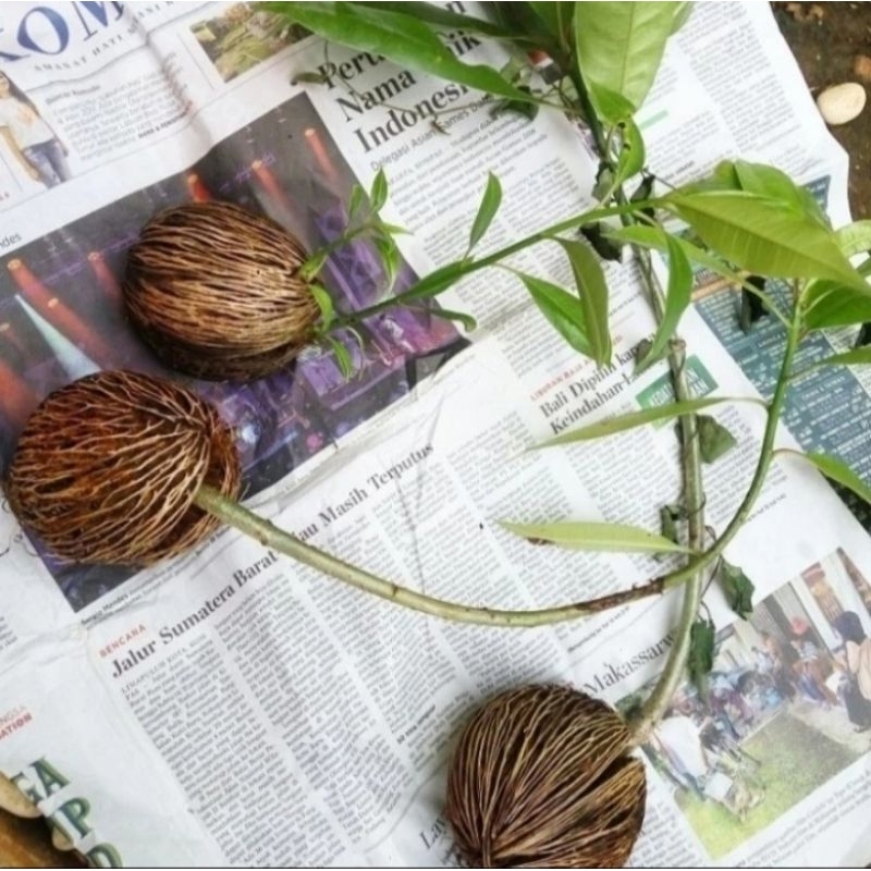 Bibit Pohon Bintaro Siap Tanam Per 1 Bibit Original