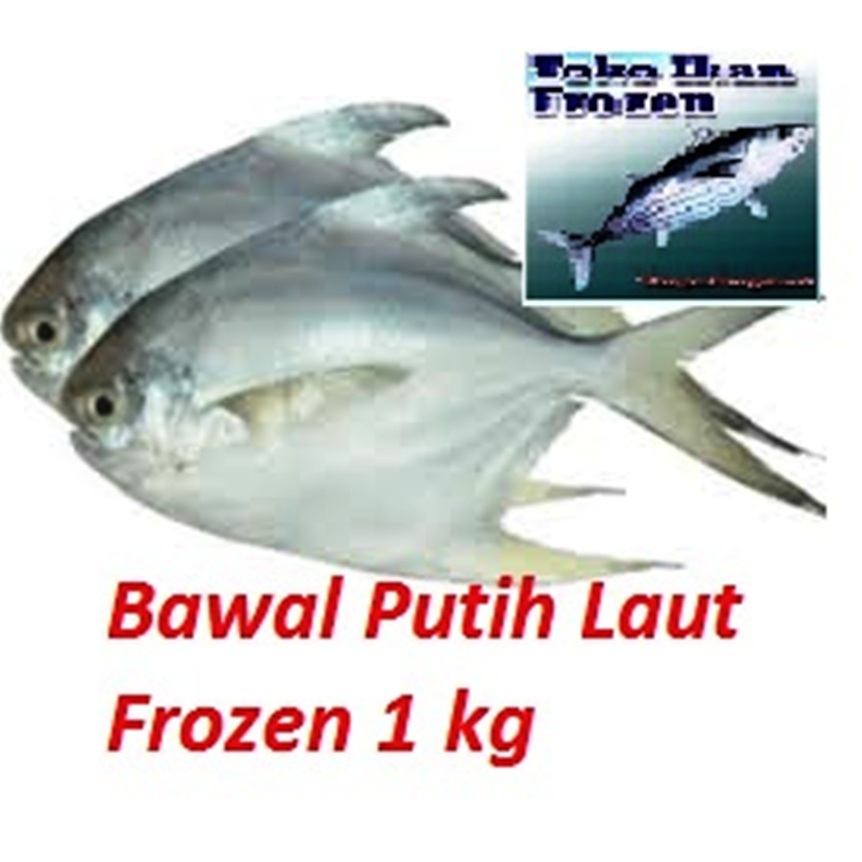 

IKAN BAWAL PUTIH / Bawal Laut / Frozen Fresh / 1 kg