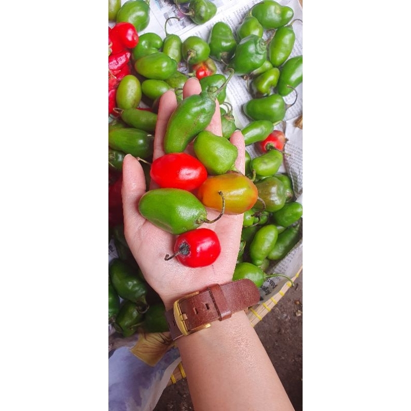 

cabe gendot segar