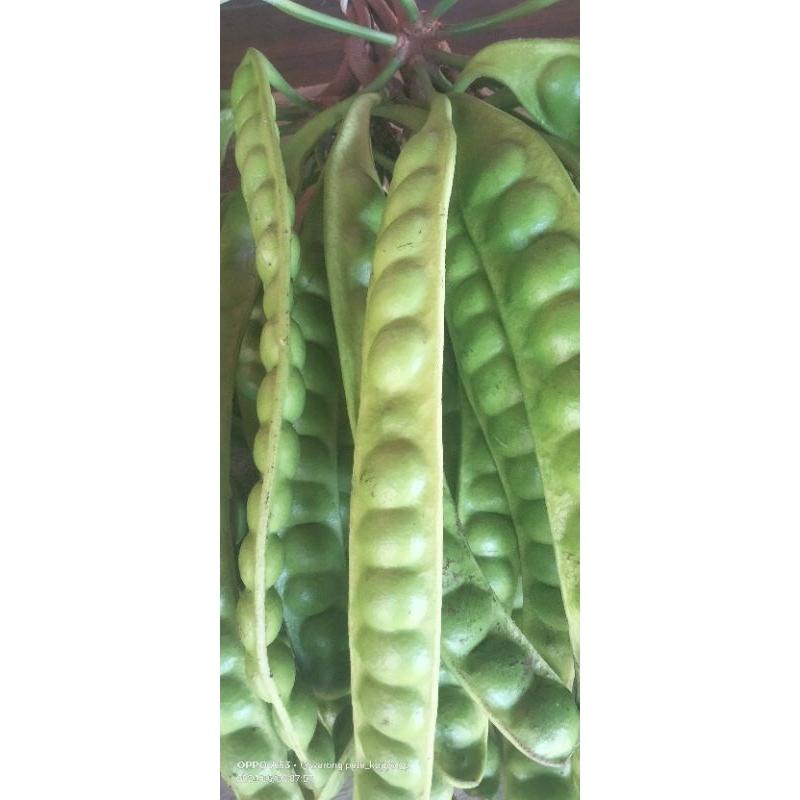 

petai pete 1 lonjor atau 1 papan