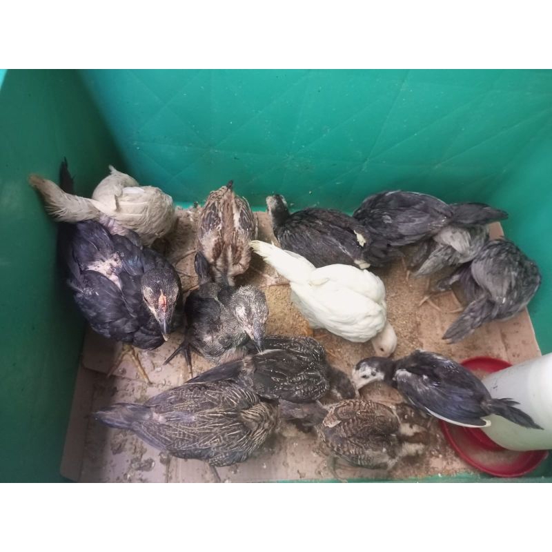 Ayam Kampung Hidup - Ayam Kampung Asli 2 Bulan - Ayam Kampung Remaja