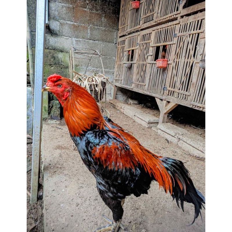 

Ayam Jantan Bangkok nyali Super