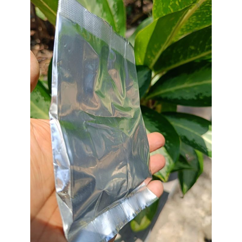 

tehcelup daun jati cina isi10bags polos tanpa merk